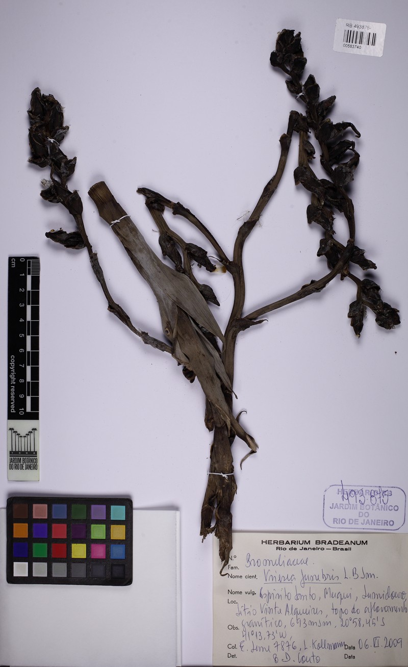 Stigmatodon funebris
