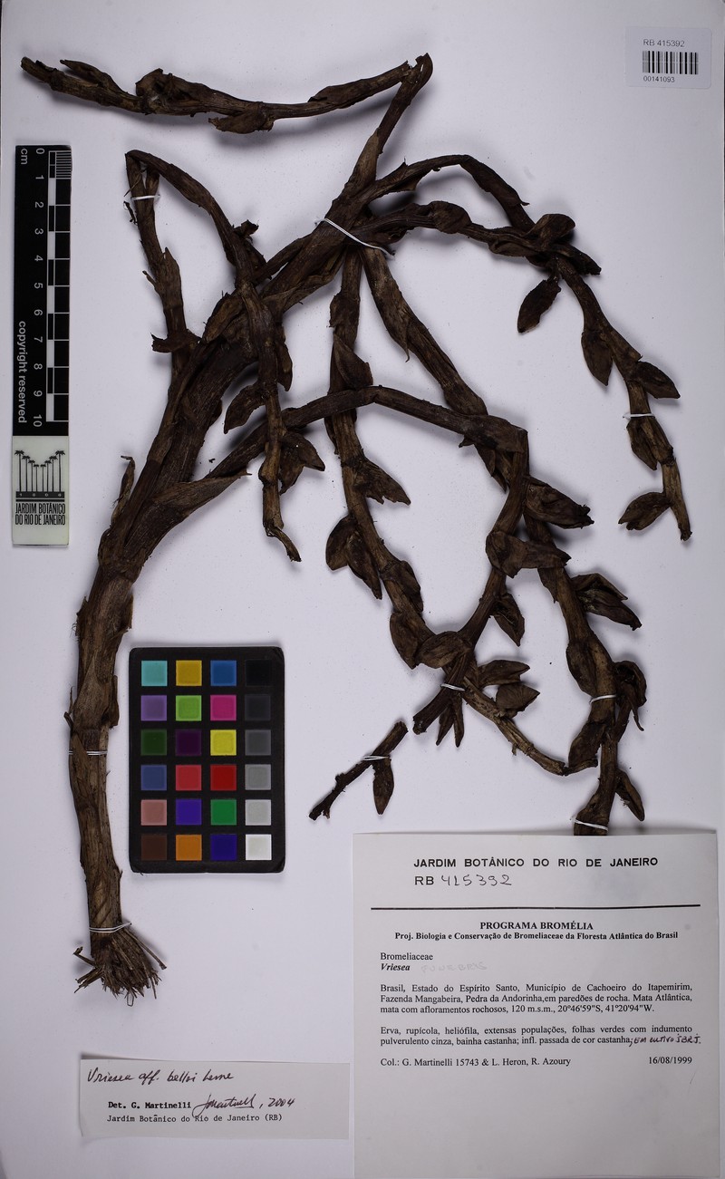 Stigmatodon funebris photo 2
