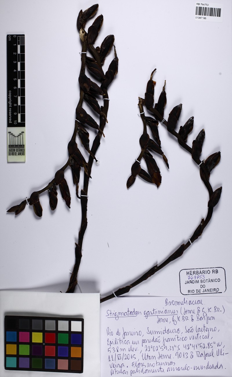 Stigmatodon gastinianus
