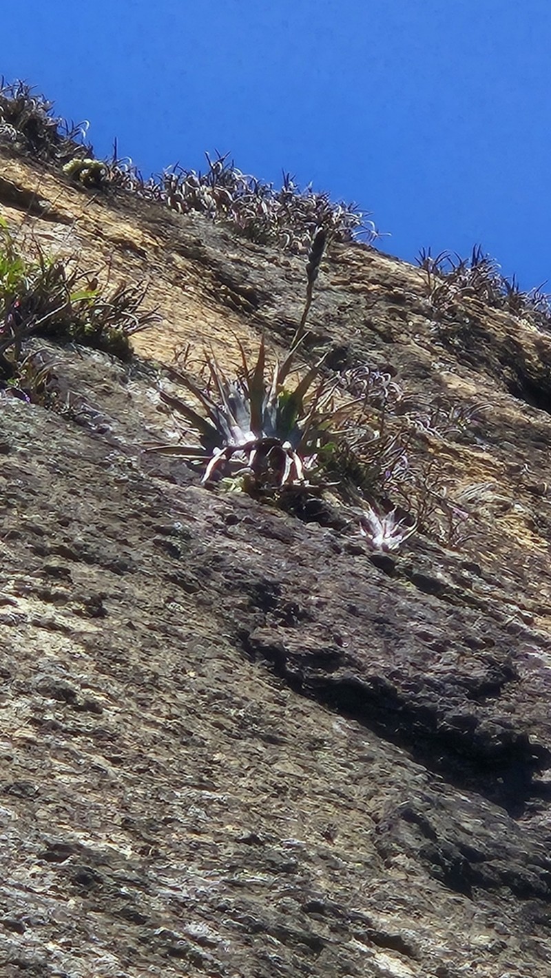 Stigmatodon goniorachis photo 6