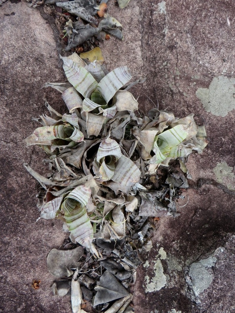 Stigmatodon lancifolius photo 2