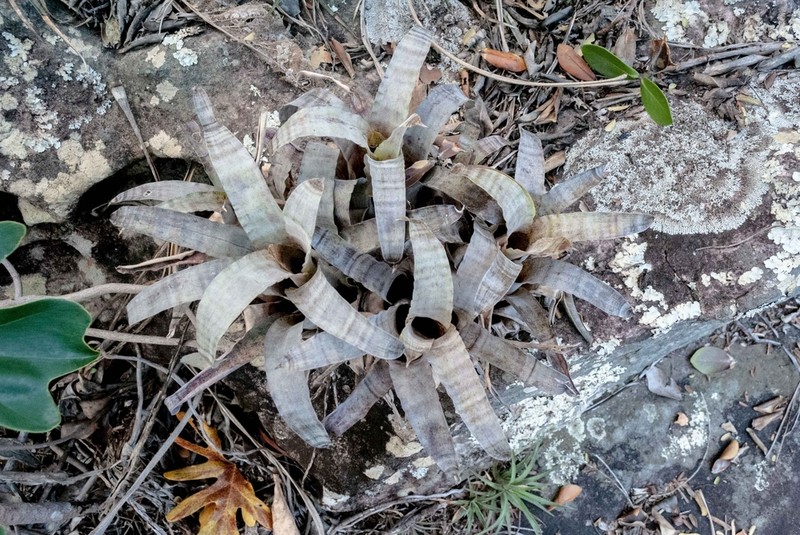 Stigmatodon lancifolius photo 3