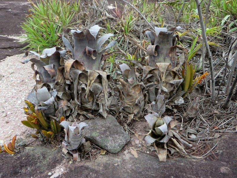 Stigmatodon lancifolius photo 4