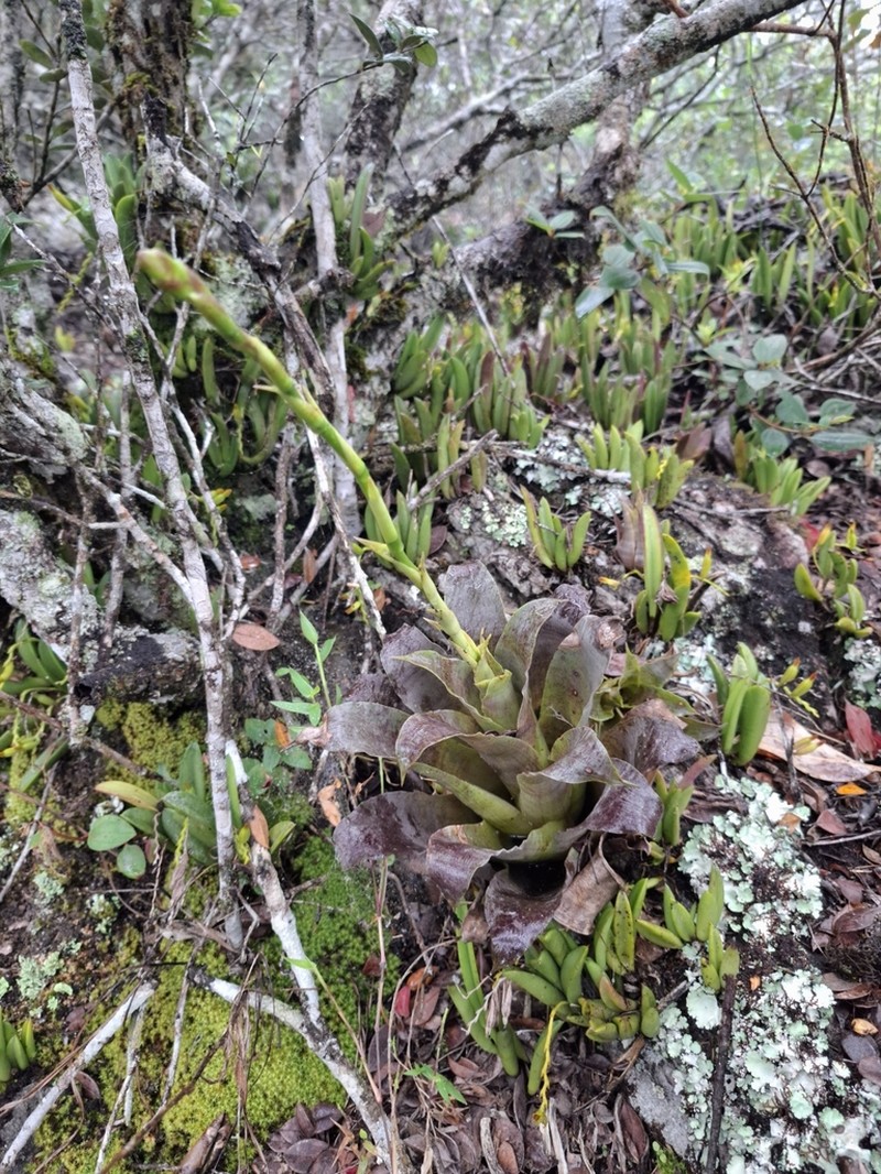 Stigmatodon lancifolius photo 6