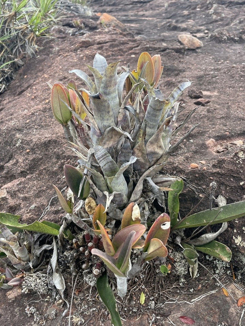 Stigmatodon lancifolius photo 8