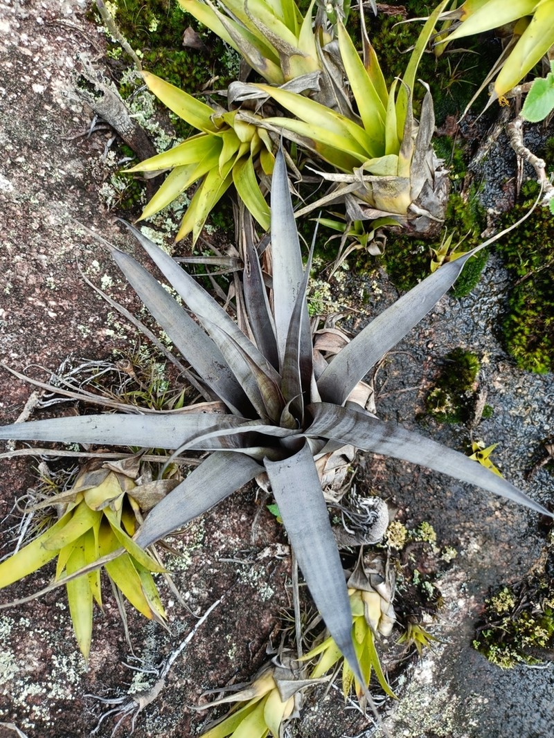 Stigmatodon limae photo 2