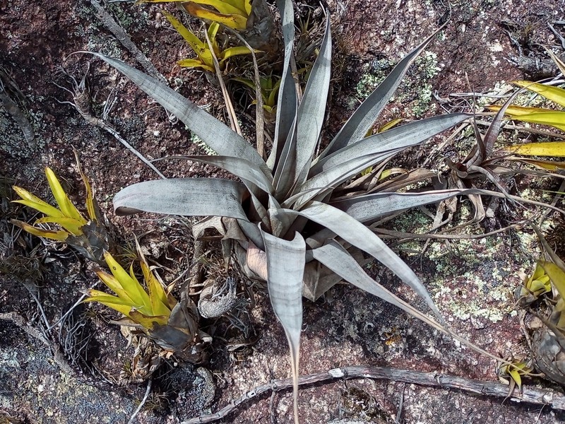 Stigmatodon limae photo 3