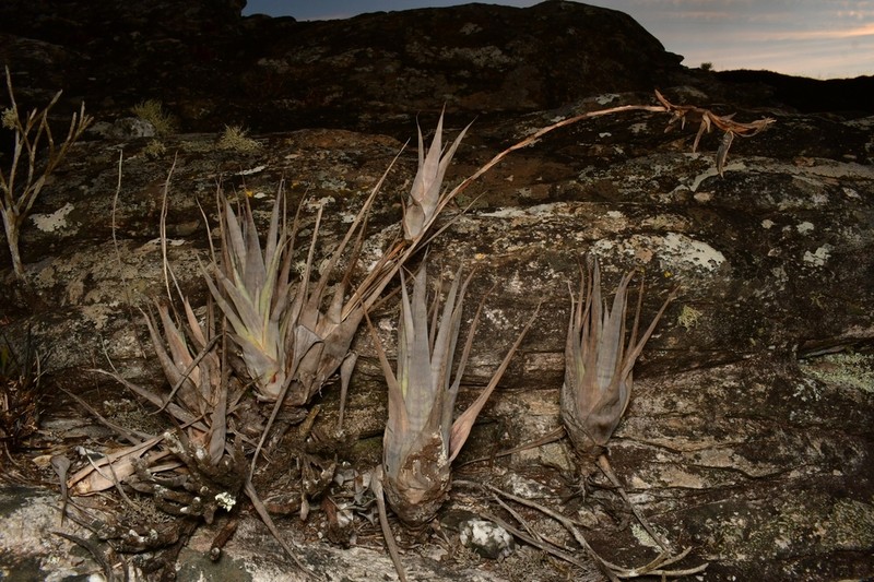 Stigmatodon oliganthus