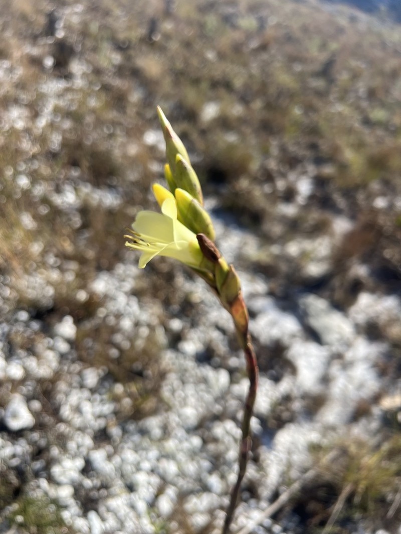 Stigmatodon oliganthus photo 2