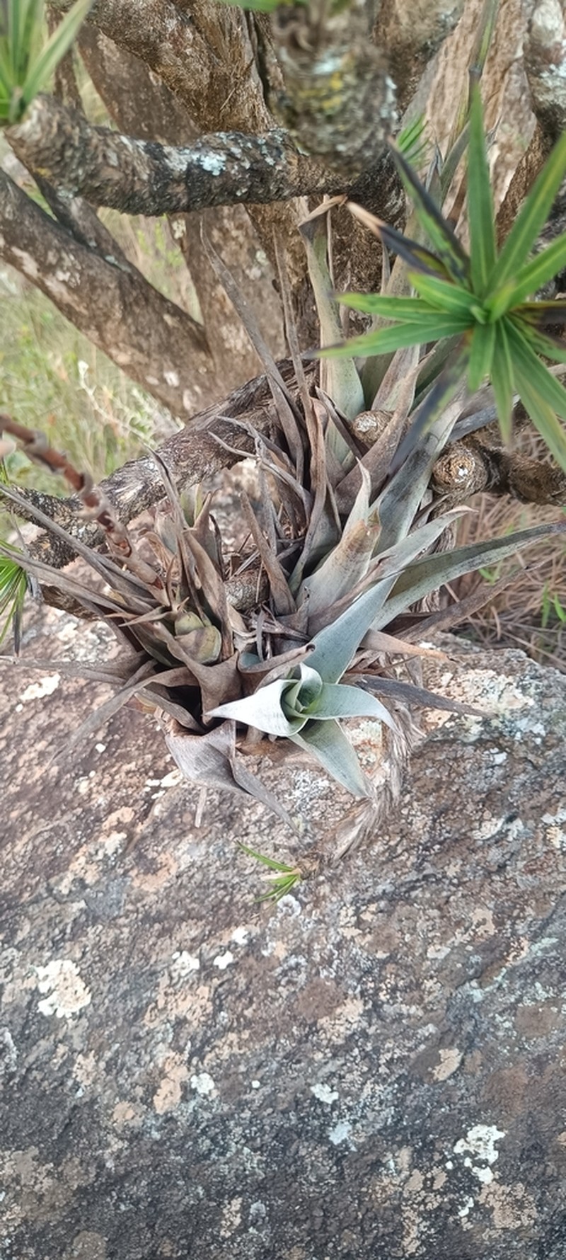 Stigmatodon oliganthus photo 3