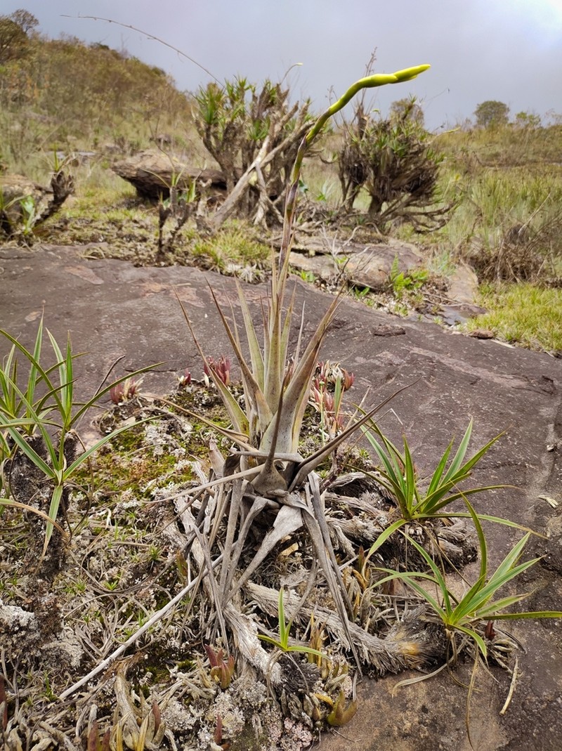 Stigmatodon oliganthus photo 4