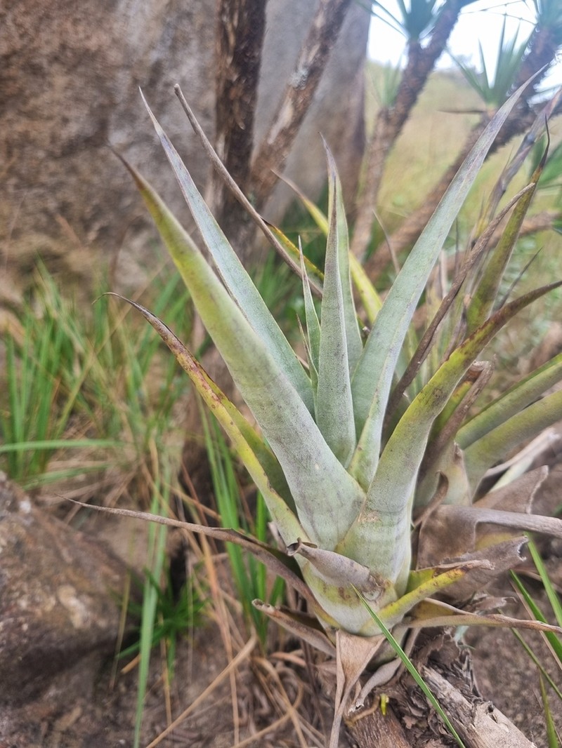 Stigmatodon oliganthus photo 5