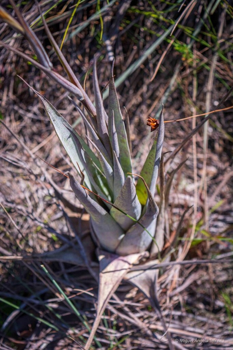 Stigmatodon oliganthus photo 6