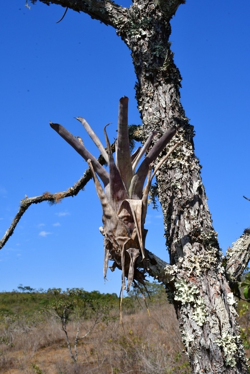 Stigmatodon oliganthus photo 8