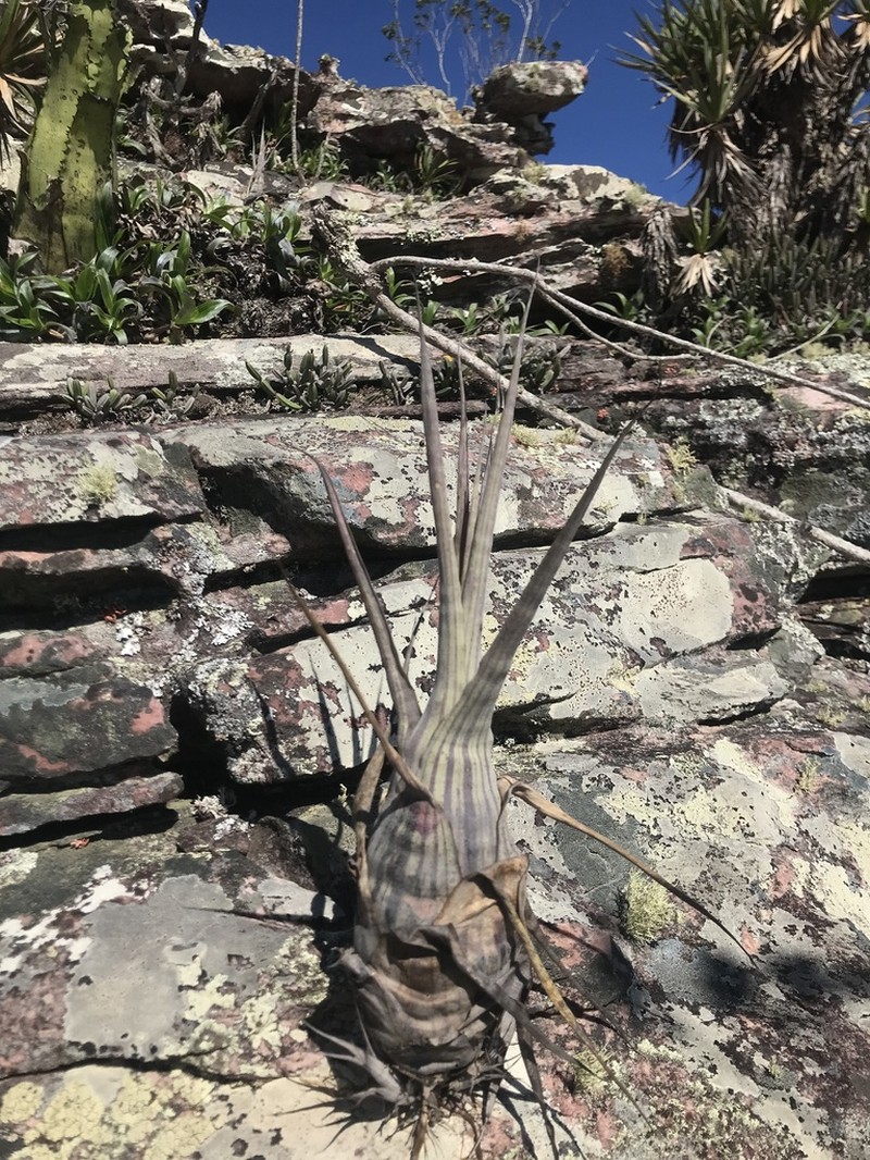 Stigmatodon pseudoliganthus photo 2