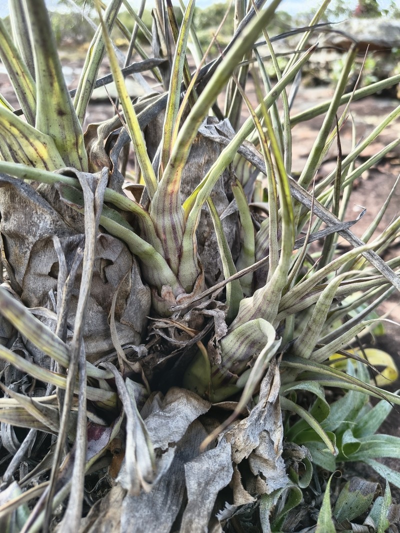 Stigmatodon pseudoliganthus photo 4