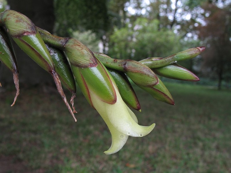 Stigmatodon pseudoliganthus