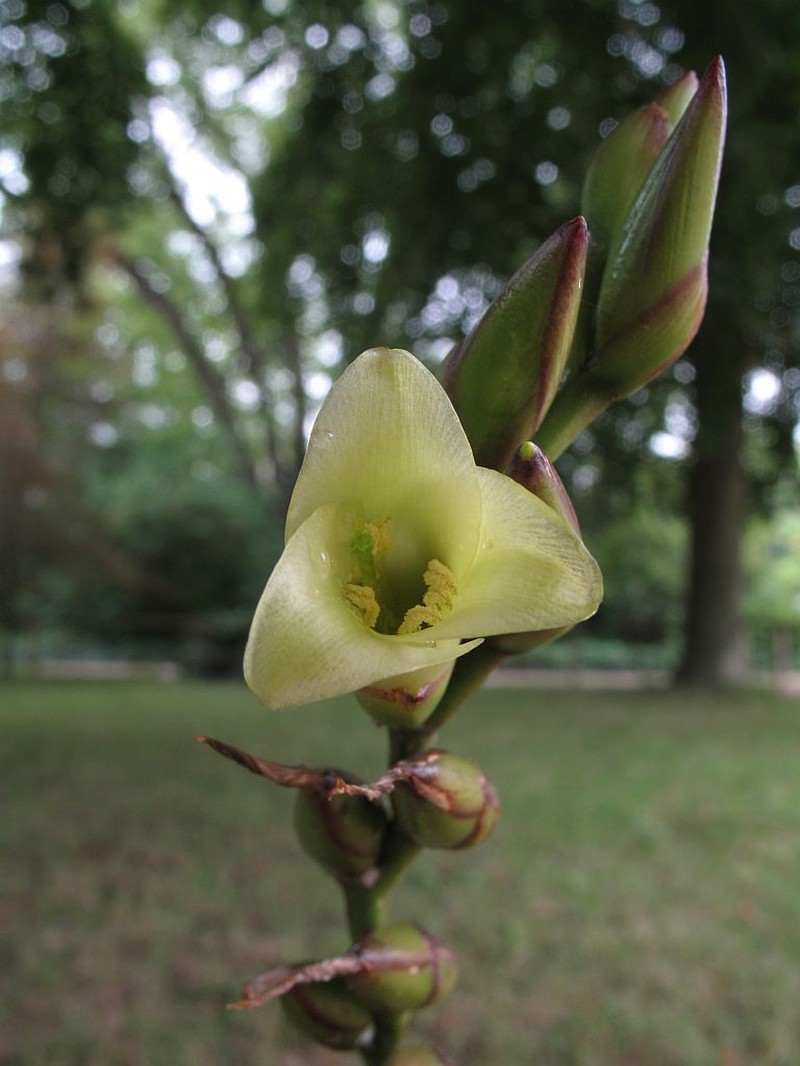 Stigmatodon pseudoliganthus photo 5
