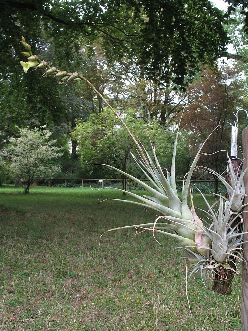 Stigmatodon pseudoliganthus photo 6