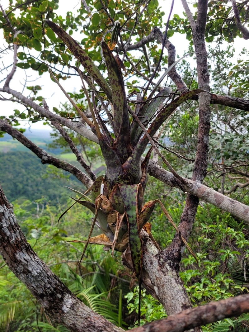 Stigmatodon vellozicola