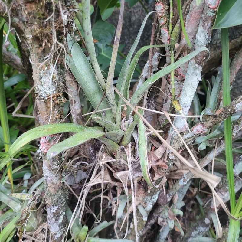 Stigmatodon vellozicola photo 2