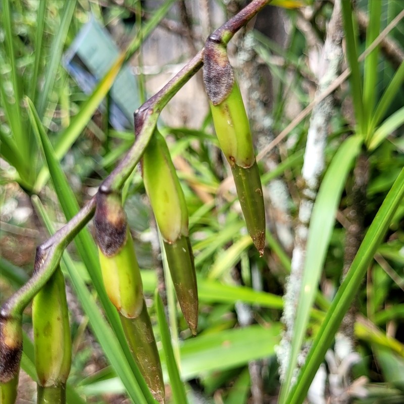 Stigmatodon vellozicola photo 3