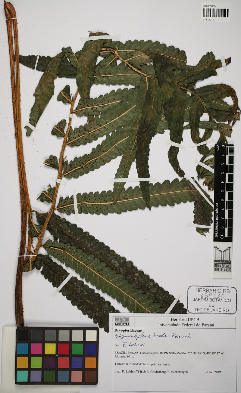 Stigmatopteris brevinervis