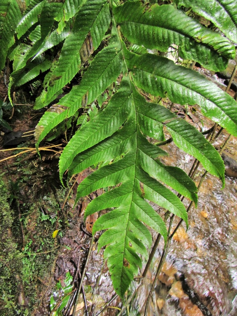 Stigmatopteris bulbifera