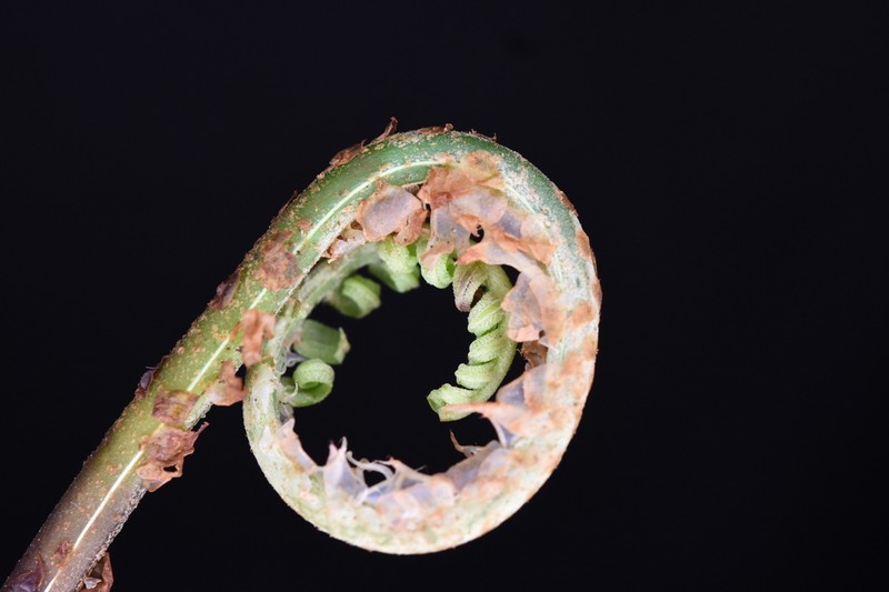 Stigmatopteris bulbifera photo 2