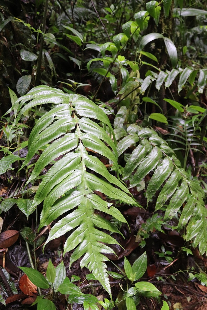 Stigmatopteris bulbifera photo 3