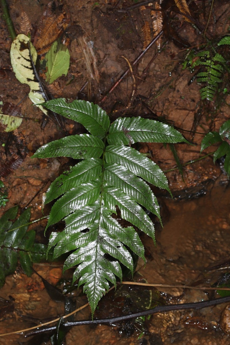 Stigmatopteris bulbifera photo 4