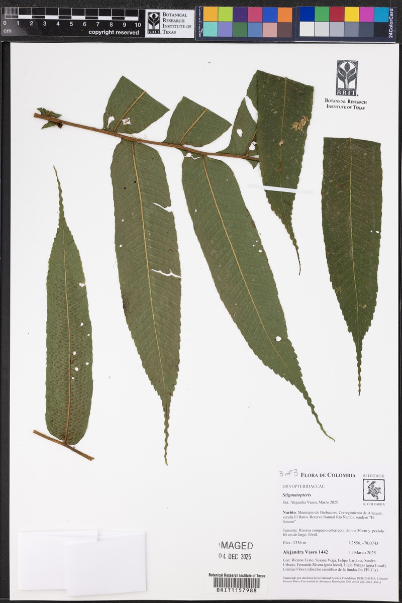 Stigmatopteris bulbifera photo 5