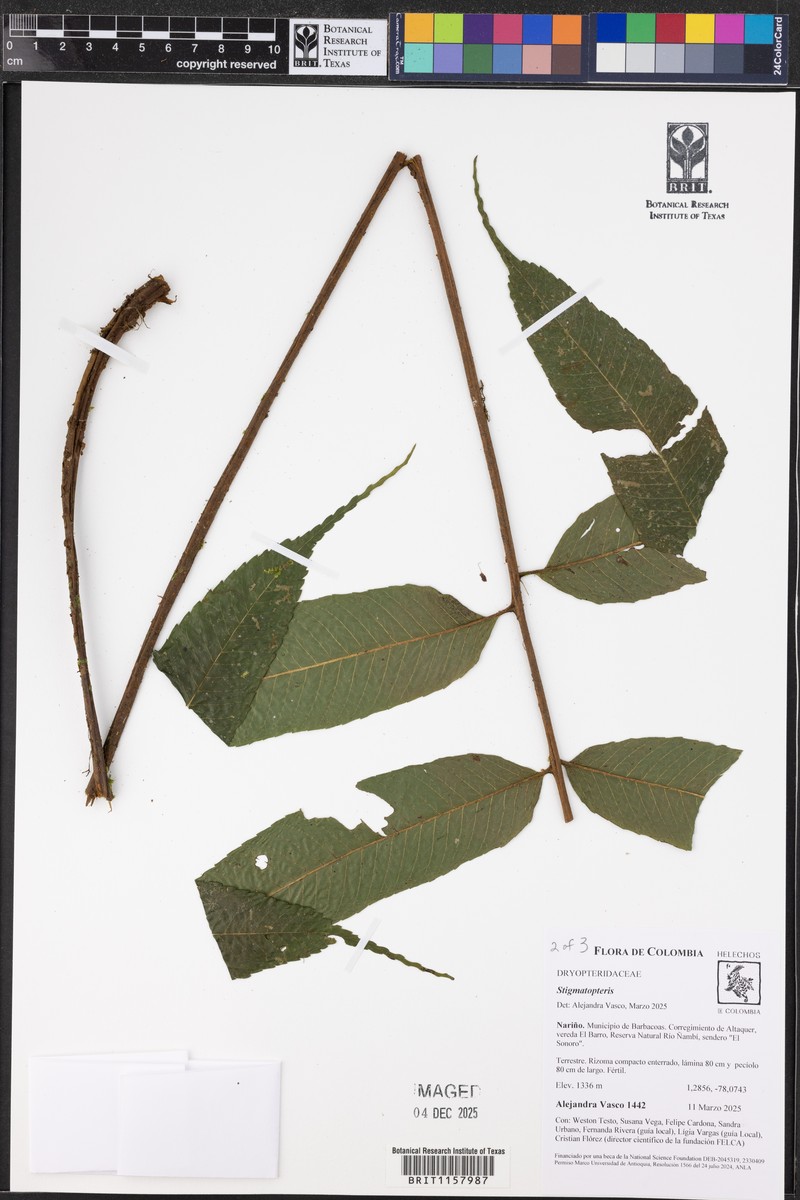 Stigmatopteris bulbifera photo 6
