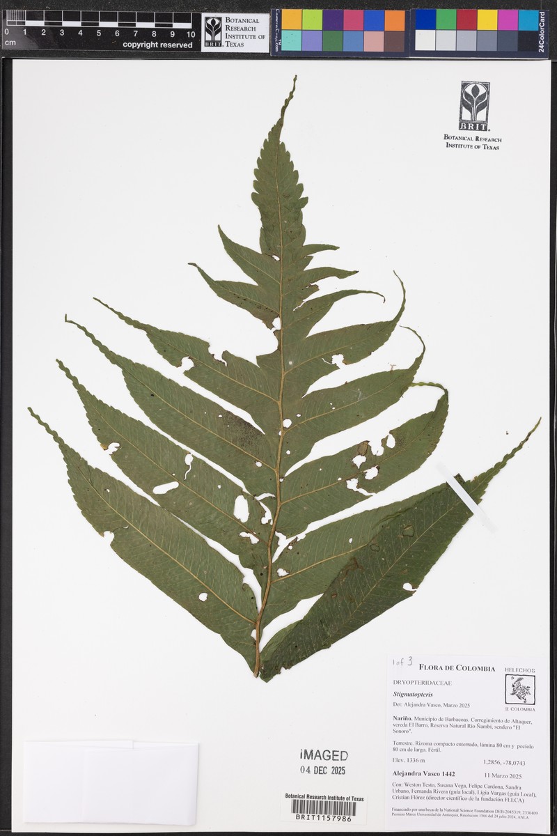 Stigmatopteris bulbifera photo 7