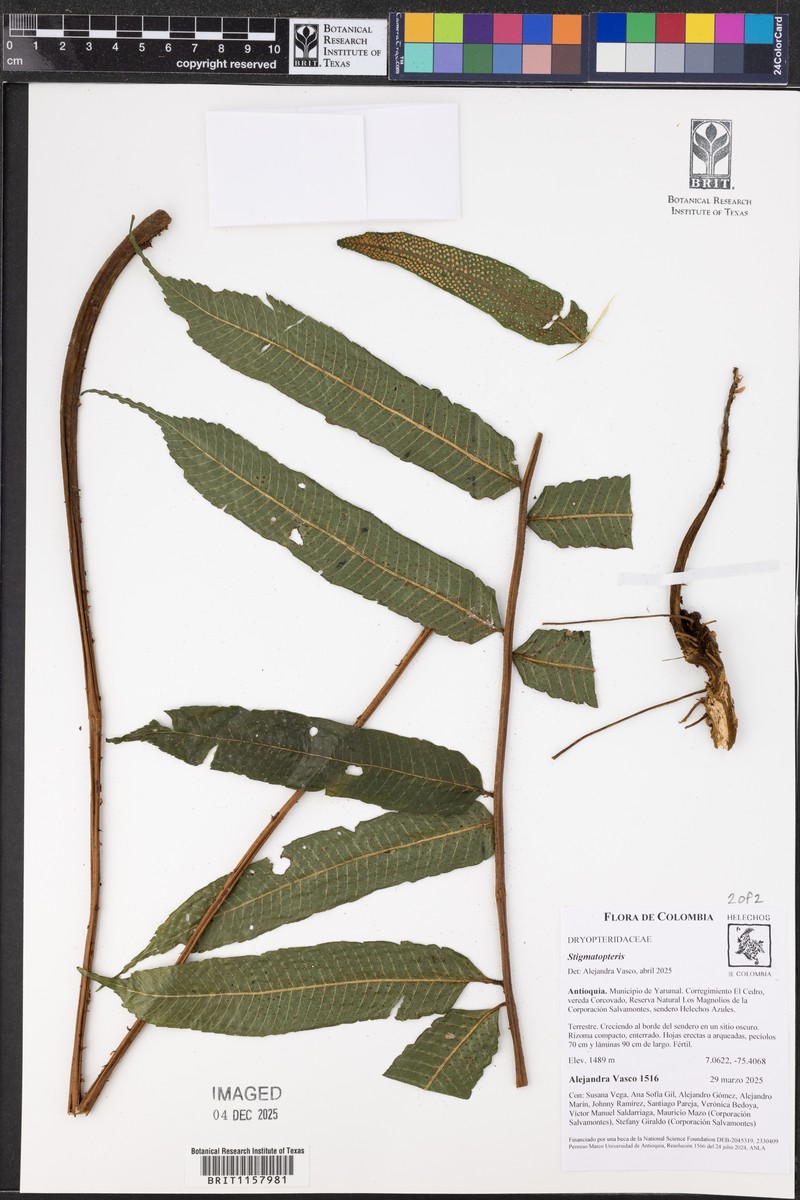Stigmatopteris bulbifera photo 8