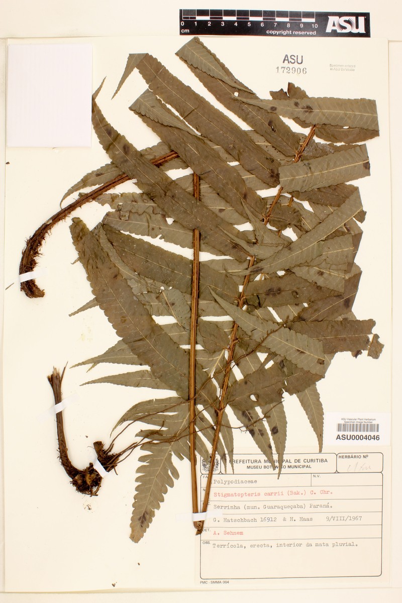 Stigmatopteris carrii