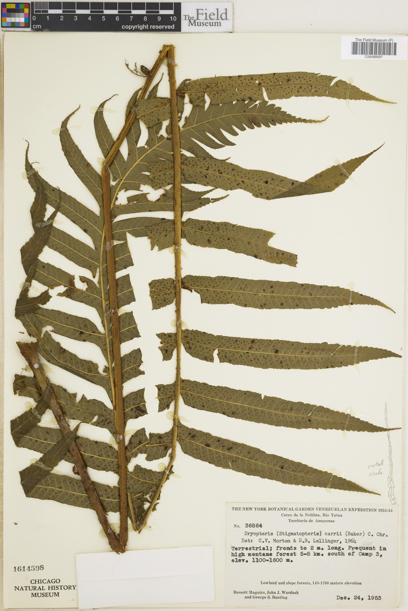 Stigmatopteris carrii photo 2