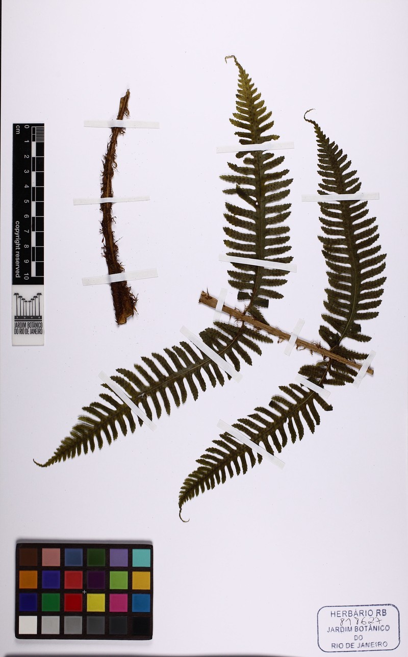 Stigmatopteris caudata