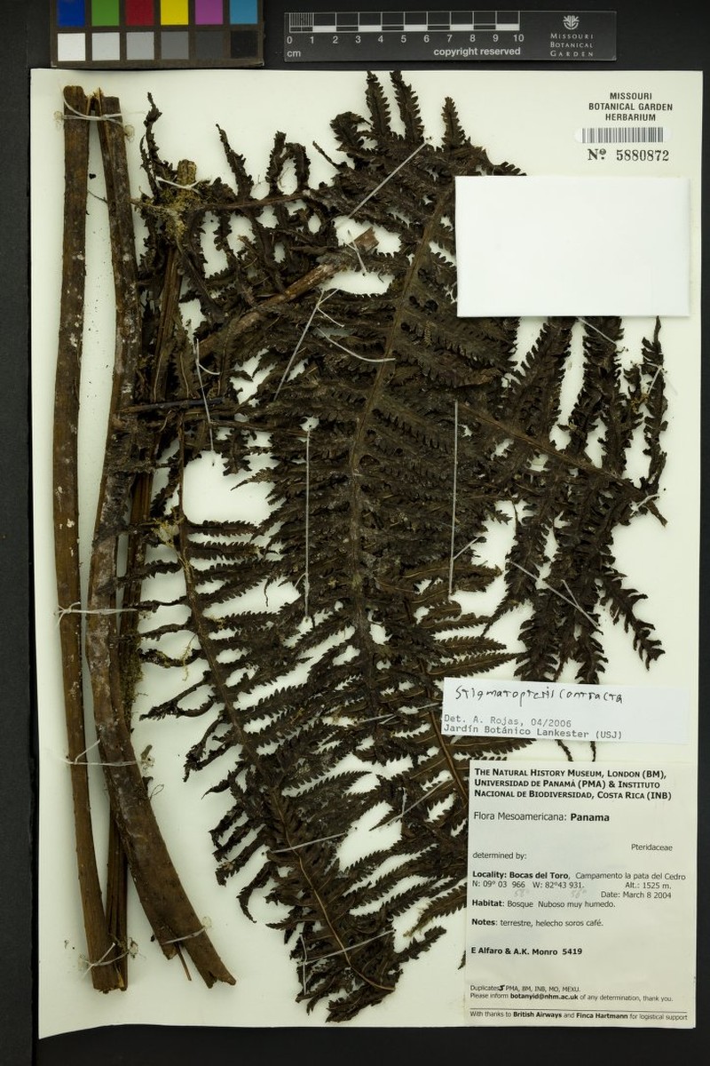 Stigmatopteris contracta photo 2