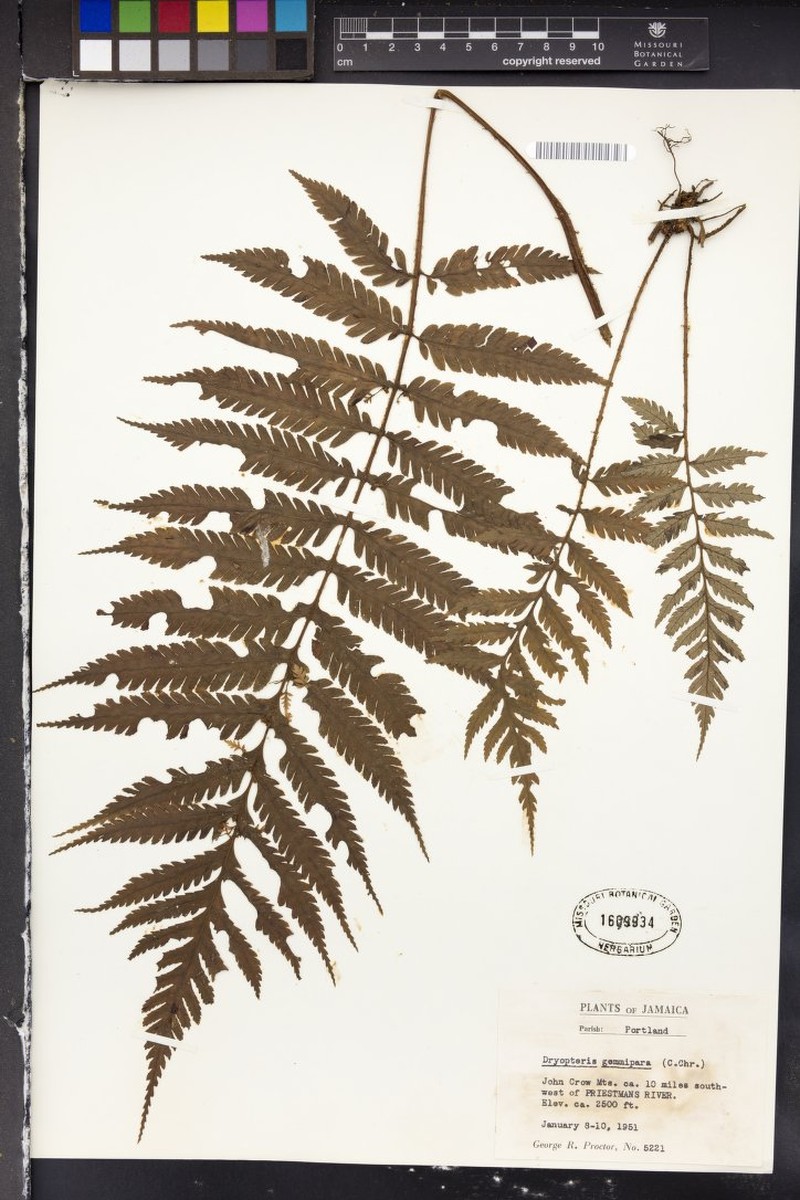 Stigmatopteris gemmipara