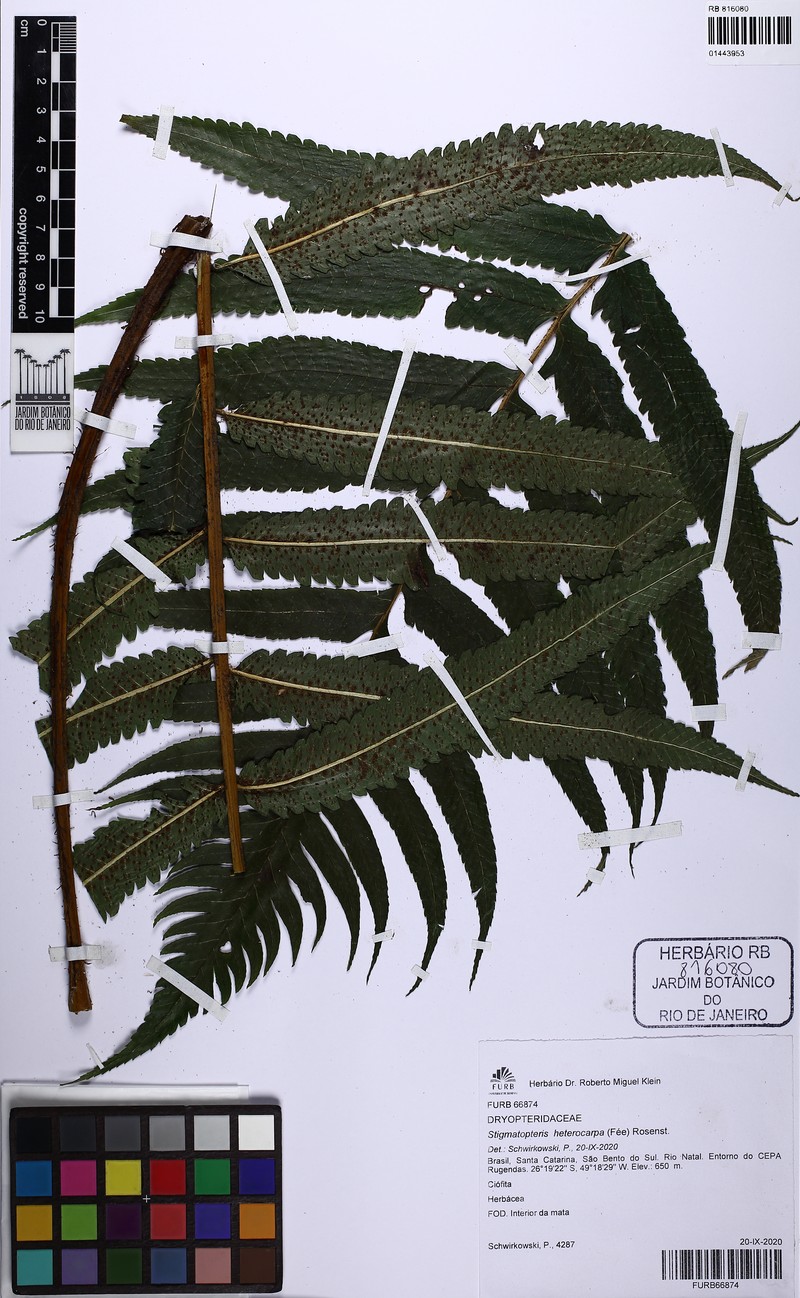 Stigmatopteris heterocarpa
