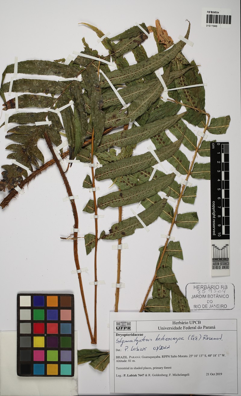 Stigmatopteris heterocarpa photo 2