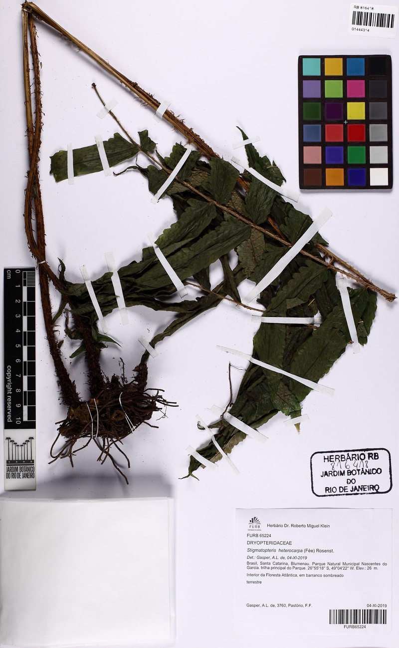 Stigmatopteris heterocarpa photo 3