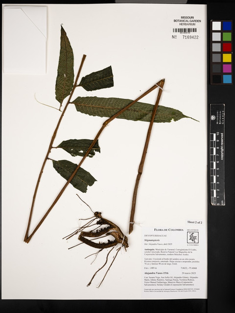 Stigmatopteris heterophlebia