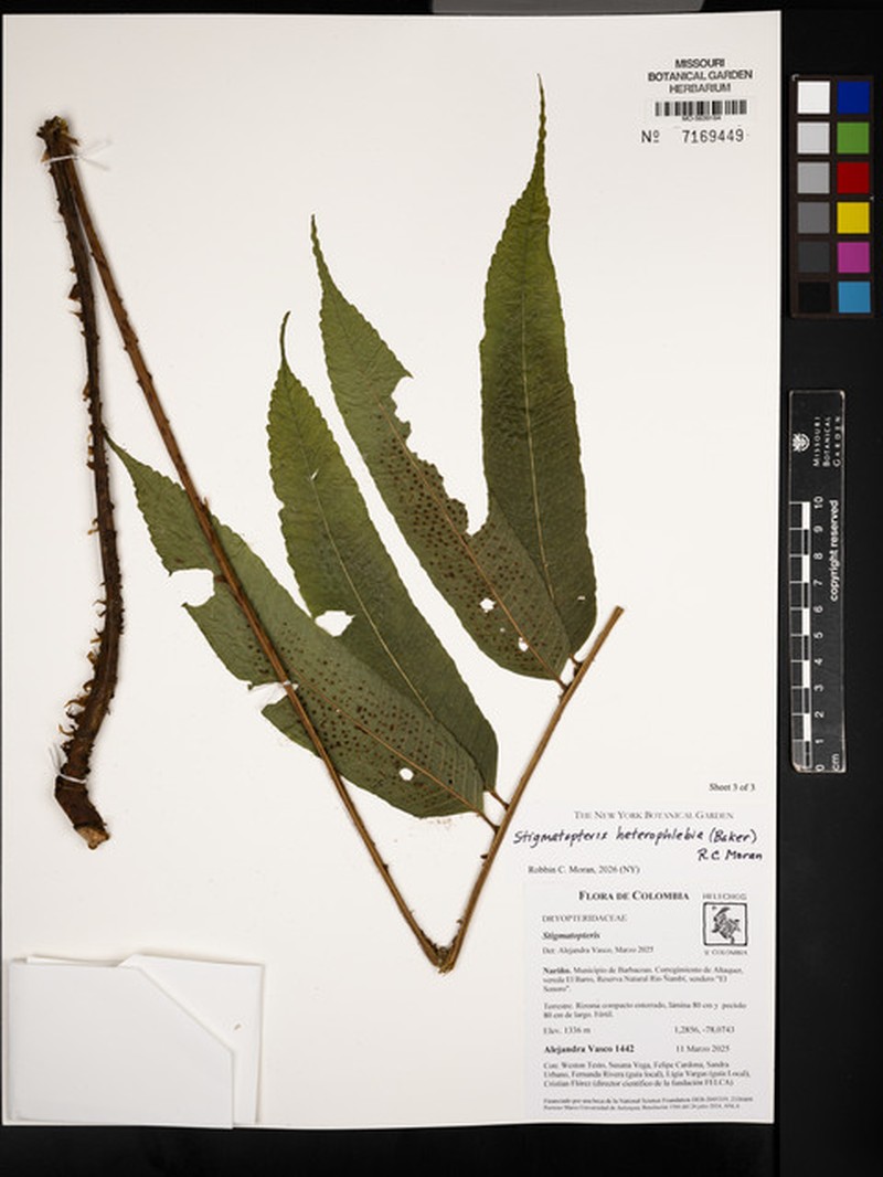 Stigmatopteris heterophlebia photo 2