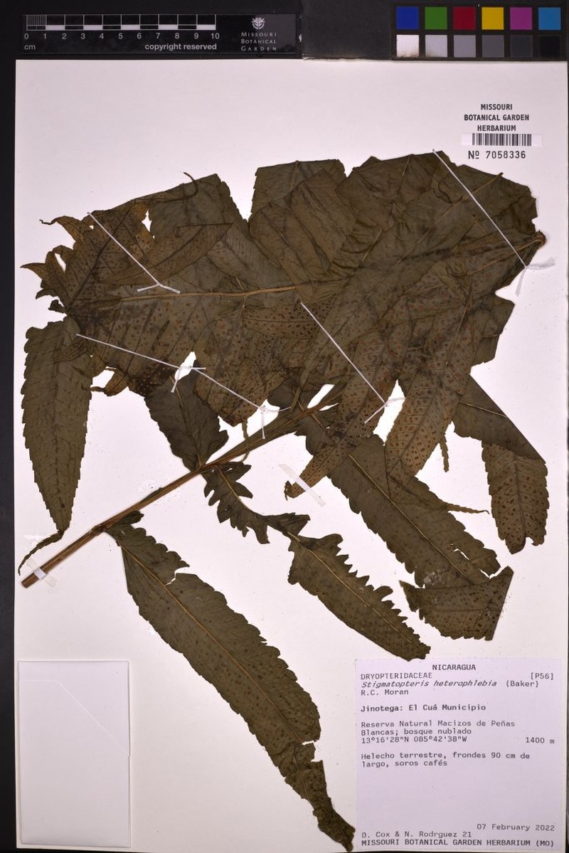 Stigmatopteris heterophlebia photo 3