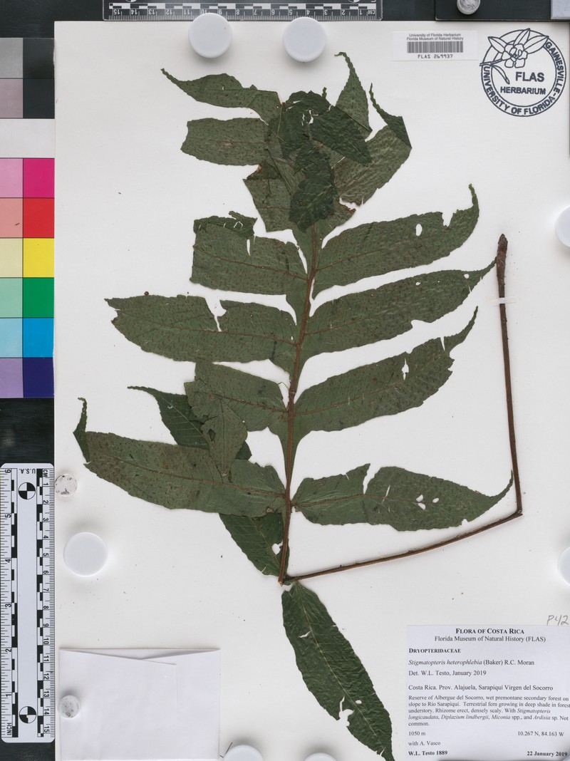 Stigmatopteris heterophlebia photo 4