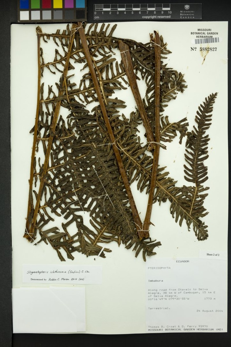 Stigmatopteris ichtiosma