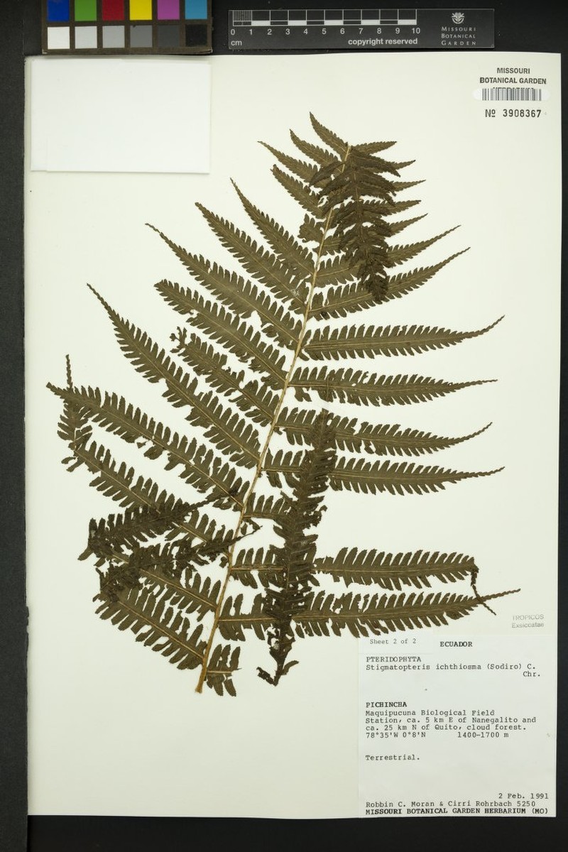 Stigmatopteris ichtiosma photo 2