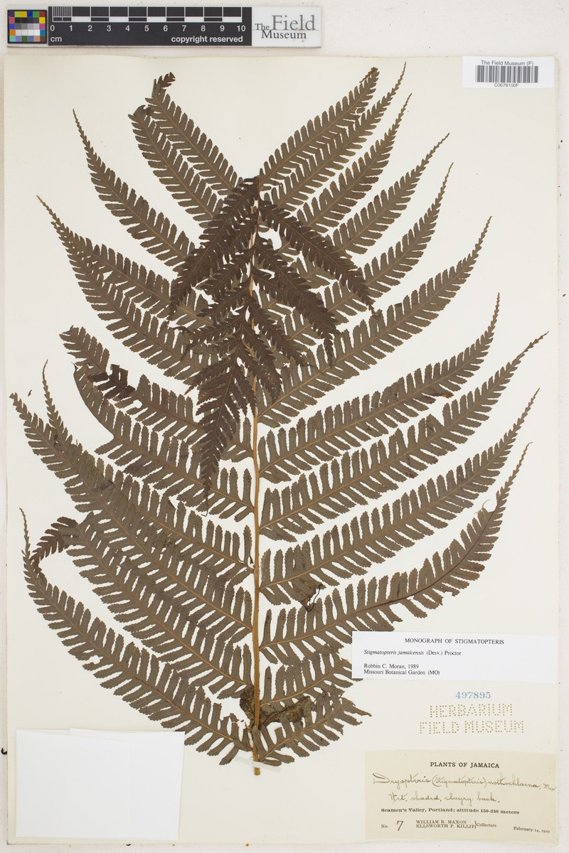 Stigmatopteris jamaicensis